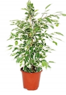 Ficus Benjamin