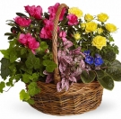 6 Plants at the Basket