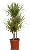 Palm Tree - Dracaena