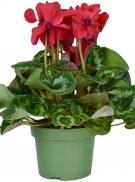 Cyclamen