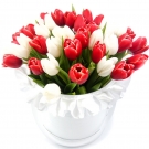 11-101 Red and White Tulips at a Hat Box