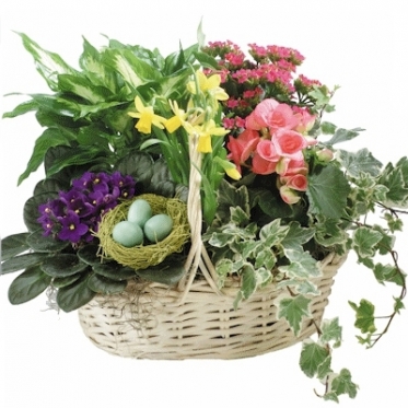 Пасхальный подарок - 6 растений!