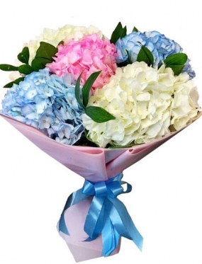 5 гортензій різного кольору