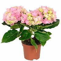 Рожева гортензія (вазон) image 0